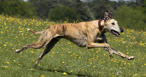 Whippet, greyhound eller italiensk vinthund