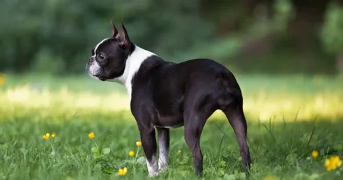 10 fantastiska svartvita hundraser som tar andan ur dig!