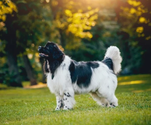 10 fantastiska svartvita hundraser som tar andan ur dig!